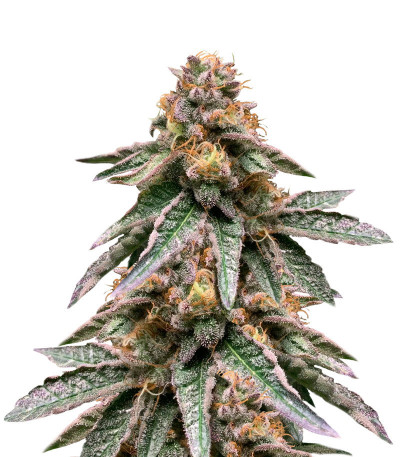 Микс семян Fem Mix Pack #1 fem (Herbies Seeds)