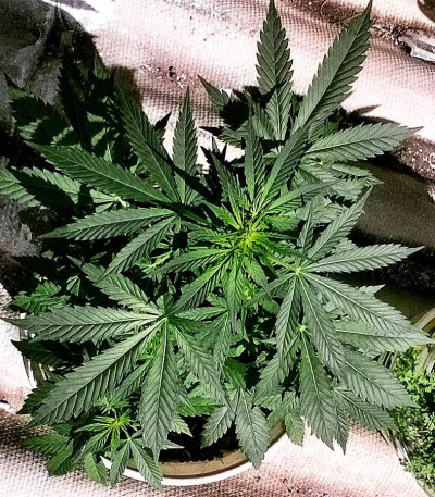 Сорт Critical Chronic fem (Sumo Seeds)
