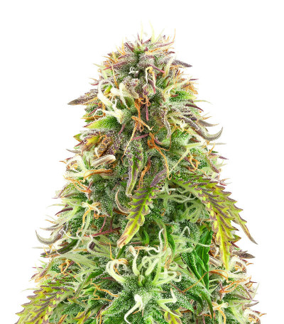 Сорт Northern Lights Auto fem (Herbies Seeds)
