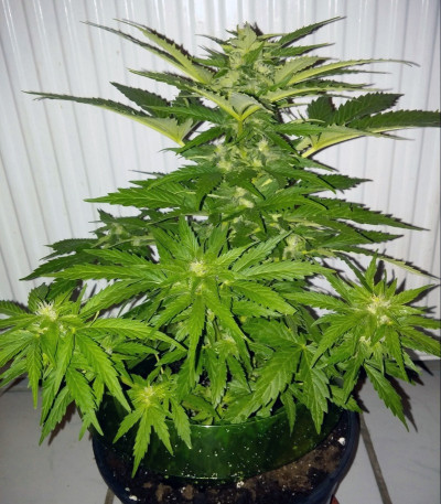 Сорт Royal Bluematic auto fem (Royal Queen Seeds)