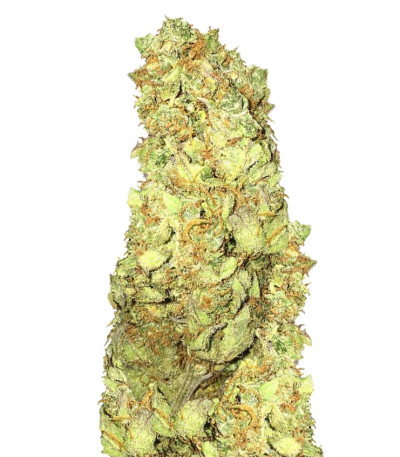 Сорт Cold Thunder fem (Sumo Seeds)