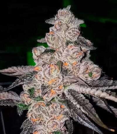 Сорт Mellowz fem (Compound Genetics)