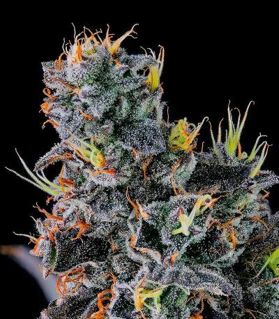 Сорт Giggin' Grapes fem (Compound Genetics)