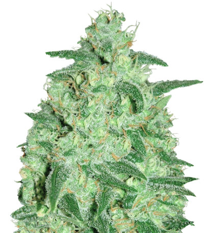 Сорт Thunder Bloody Mary auto fem (Samsara Seeds)