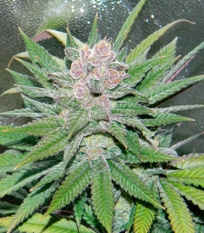 Сорт Blueberry Cheesecake fem (Female Seeds)
