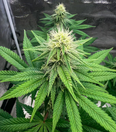 Сорт Papaya Frosting fem