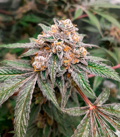 Сорт Rainbow Melon fem (FastBuds)