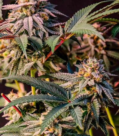 Сорт Lemon Cherry Runtz fem (FastBuds)