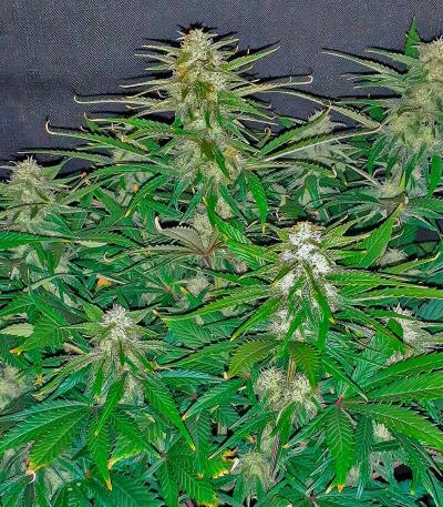 Сорт Mystical Autoflower fem (Easy Grow Seeds)