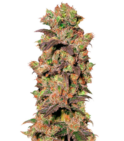 Сорт Pink Plant fem