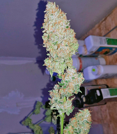 Сорт Sweet Trainwreck Auto fem (Sweet Seeds)