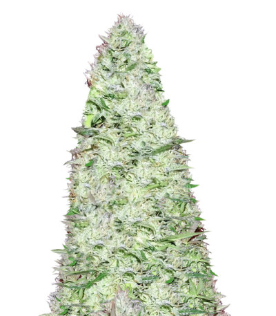 Сорт Ultimate AK fem (Sumo Seeds)