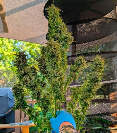 Сорт Insane OG Strain