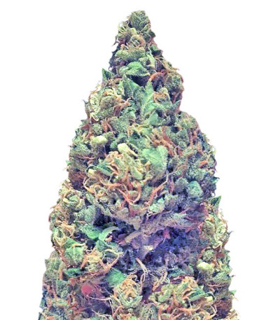 Сорт Deep Purple Haze Auto fem (Sumo Seeds)