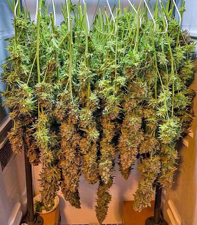 Сорт Mac n’ Jack R1 fem (Ethos Genetics)