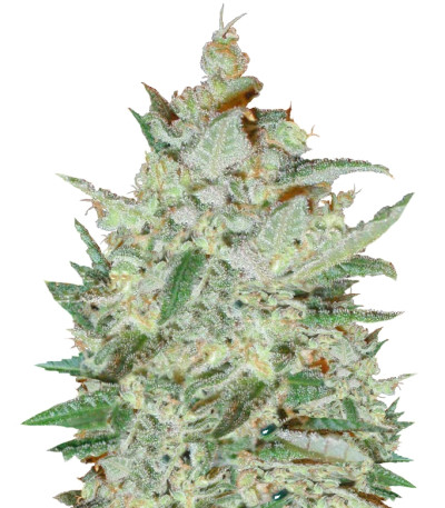 Сорт Supersonic Cristal Storm auto fem (Samsara Seeds)