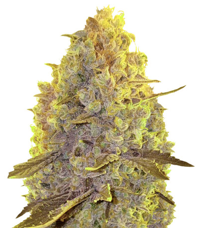 Сорт White Caramel Cookie fem (Sumo Seeds)