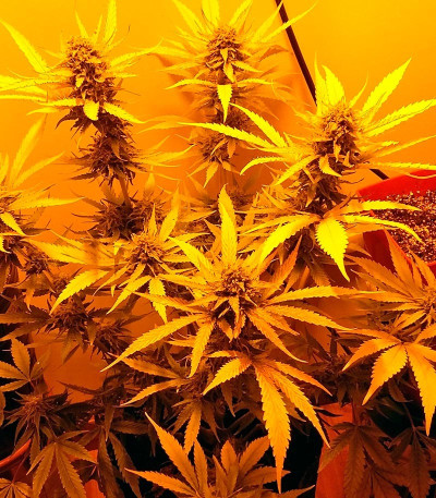 Сорт Cream Mandarine XL Auto fem (Sweet Seeds)