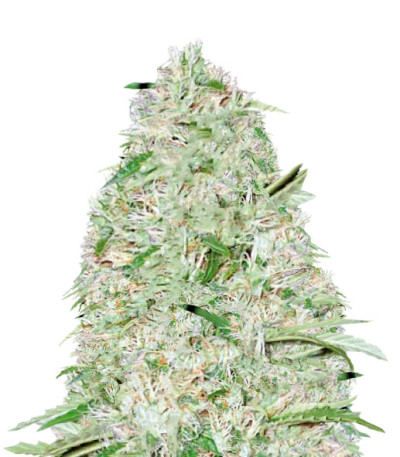 Сорт Auto Super Mazar fem (Victory Seeds)