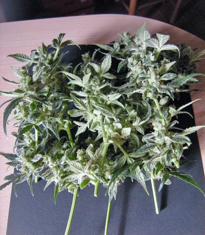 Сорт Sweet Special Auto fem (Sweet Seeds)