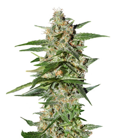 Сорт Damnesia Autoflowering fem (Strain Hunters)