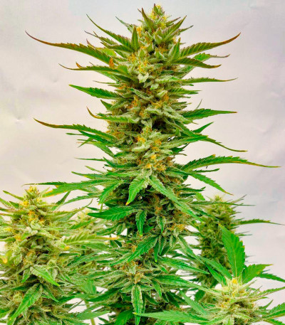 Сорт Frostbanger Auto fem (FastBuds)
