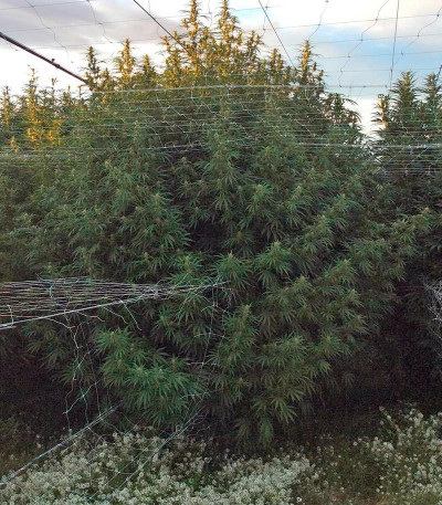 Сорт Blueberry Headband fem (Humboldt Seed Organization)