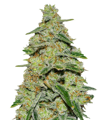 Сорт Lemon Cake fem