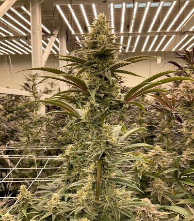 Сорт Planet of the Grapes RBX fem (Ethos Genetics)