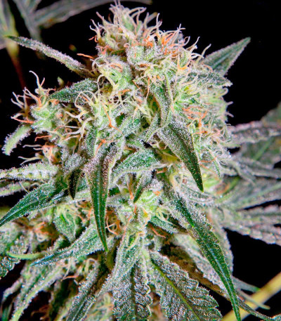 Сорт Damn Sour fem
