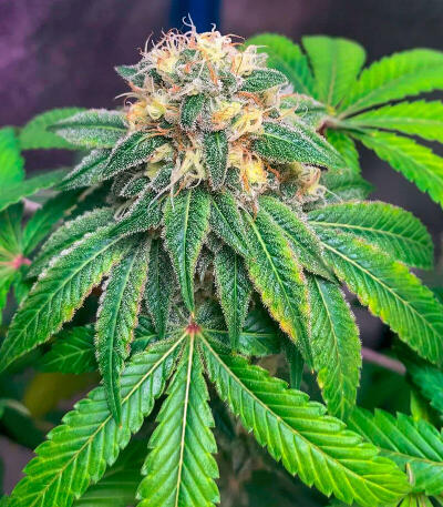 Сорт Garlic Cookies fem