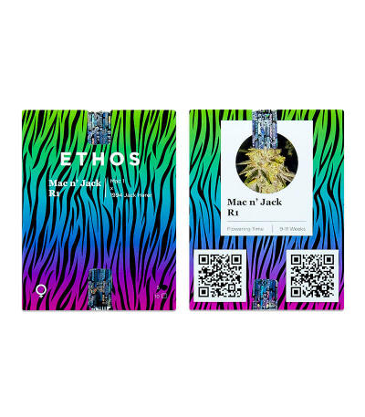 Сорт Mac n’ Jack R1 fem (Ethos Genetics)