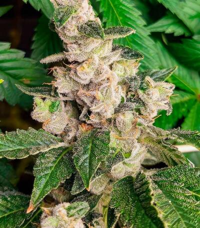 Сорт Garlic Cookies fem