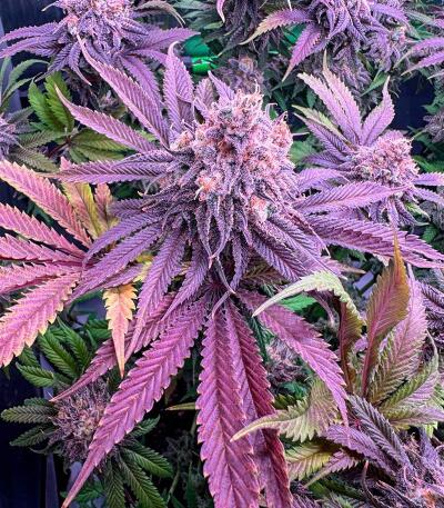 Сорт Booberry Cookies RBX fem (Ethos Genetics)