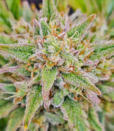 Сорт Peach Crescendo Auto RF3 fem (Ethos Genetics)