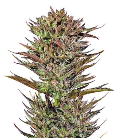 Сорт Thin Mint x Sour Pinot Auto