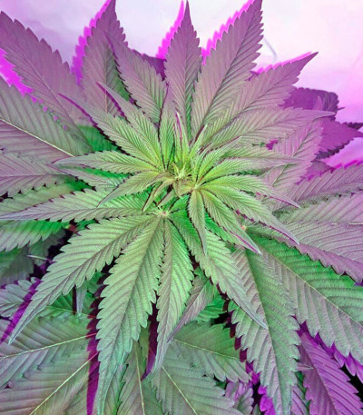 Сорт Indigo Berry Kush fem (Sweet Seeds)