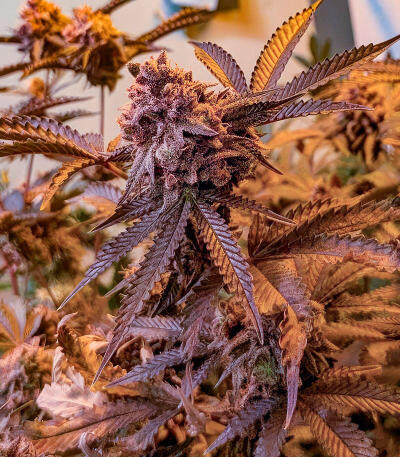 Сорт Insane OG Strain