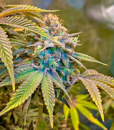 Сорт Lemon Mandarin fem (FastBuds)