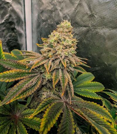 Сорт Banana Hammock RBX fem (Ethos Genetics)