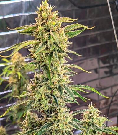 Сорт Peach Crescendo Auto RF3 fem (Ethos Genetics)