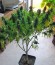 Сорт Psicodelicia fem (Sweet Seeds)