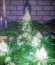 Сорт Bubble Kush fem (Royal Queen Seeds)