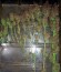 Сорт Bloody Skunk Auto fem (Sweet Seeds)