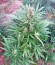 Сорт Sweet Amnesia Haze XL Auto fem (Sweet Seeds)