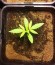 Сорт Dance World CBD fem (Royal Queen Seeds)