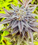 Сорт HiFi 4G fem (Dutch Passion)