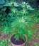 Сорт New York Power Diesel fem (Nirvana Seeds)