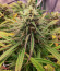 Сорт Orange Kush Cake R1 fem (Ethos Genetics)