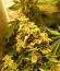Сорт Royal AK fem (Royal Queen Seeds)